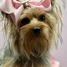Sadie Sue - Yorkshire Terrier