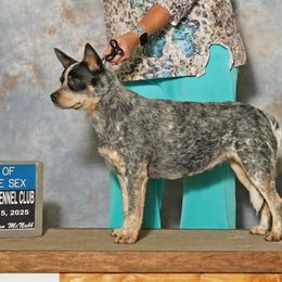 Kiana - Australian Cattle Dog