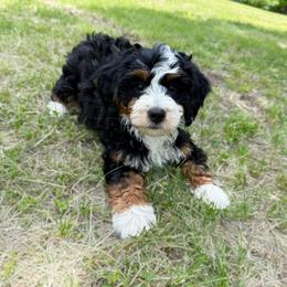 Female 2 - Tri-color female Bernedoodle puppy in Wamego, Kansas from Doodles of Oz