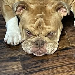 Bulldog All Grown Up from Momma Bear’s bulldogs