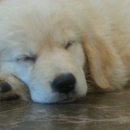 Golden Retriever Puppies from Hyalite Family Kennel
