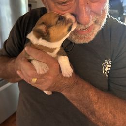 Pembroke Welsh Corgi Puppies from Connie’s Corgies