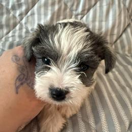 Blue - Parti male Miniature Schnauzer puppy in Griggsville, Illinois from Stephenson’s Mini Schnauzer’s