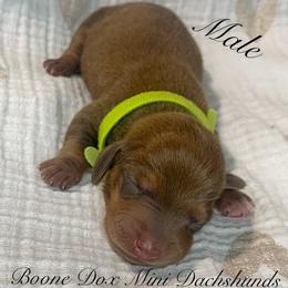 Dachshund Puppies from BooneDox Mini Dachshunds