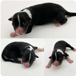 Australian Shepherd and Miniature Australian Shepherd Puppies from The Great Bambino SunState Aussies!