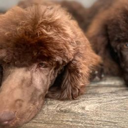 Poodles from Jolley Poodles