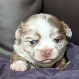 Pyrite - Merle male Chihuahua puppy in Casper, Wyoming from Coffey Chihuahua Café