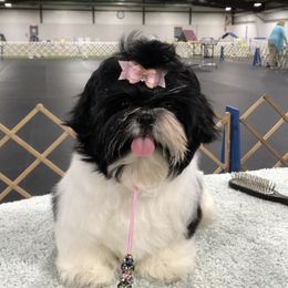 Shih Tzus from Team Kasmann’s Tzu Cru