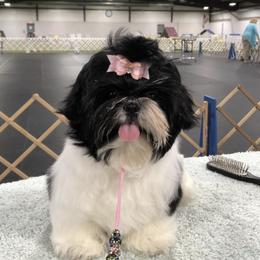 Shih Tzus from Team Kasmann’s Tzu Cru