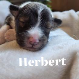 Herbert - Sable and white male Shetland Sheepdog puppy in Gladbrook, Iowa from T Triple C Shelties