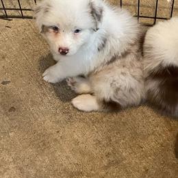 Daisy Duck - Red merle female Australian Shepherd puppy in Hammond, Louisiana from Gold Ring Australian Shepherds