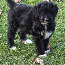 Boy 1 - Black tri-color male Aussiedoodle puppy in Mouth Of Wilson, Virginia from Holly Ridge Aussies, Aussiedoodles & Corgis