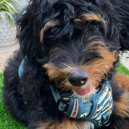Aussiedoodles, Bernedoodles, and Poodles from Color Country Doodles