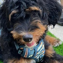 Aussiedoodles, Bernedoodles, and Poodles from Color Country Doodles