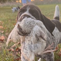 German Shorthaired Pointers from Snomel kennels