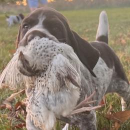 German Shorthaired Pointers from Snomel kennels