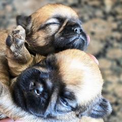 Brussels Griffon Puppies from Griffs & Giggles Ranch - The Cortez Family