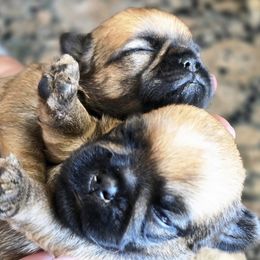 Brussels Griffon Puppies from Griffs & Giggles Ranch - The Cortez Family