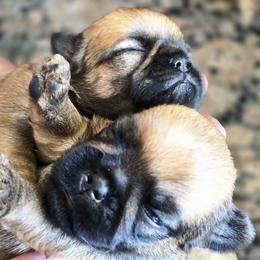 Brussels Griffon Puppies from Griffs & Giggles Ranch - The Cortez Family