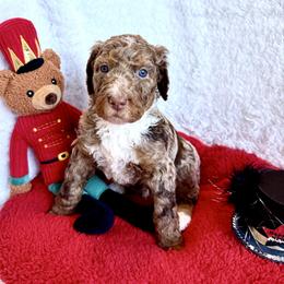 Drosselmeyer - male Golden Mountain Doodle puppy in Victoria, Texas from Deidre's Doodles