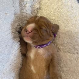 Mopsy - Ruby female Cavalier King Charles Spaniel puppy in London, Arkansas from Frosty’s Cavaliers