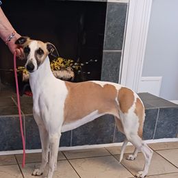 Fancy - Whippet