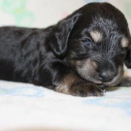 Girl 1 - Black and cream female Dachshund puppy in Craig, Colorado from Rocky Mountain Shih Tzus and Dry Creek Miniature Dachshunds