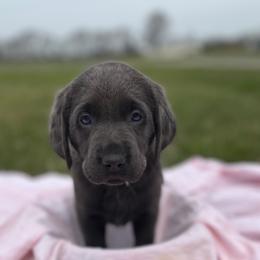Dilute Retriever Puppies from Virdin’s Silver Labs