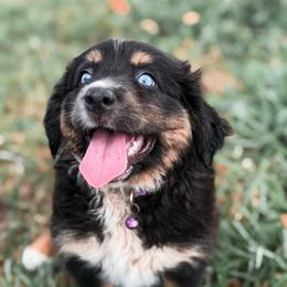 Dixie ASDR - Black tri female Miniature Australian Shepherd puppy in Polk City, Florida from Skaky Shepherds