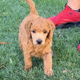 Teddy Jack - Red  male Poodle puppy in Bakersfield, California from Jewells Poodles