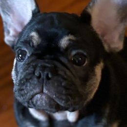 French Bulldogs from Keehln Baity