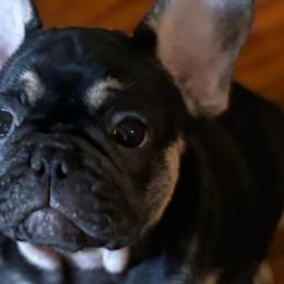 French Bulldogs from Keehln Baity