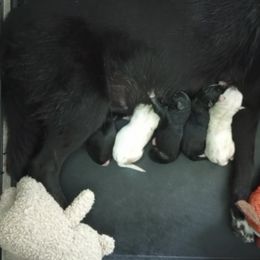 Siberian Husky Puppies from Dreamers Mile