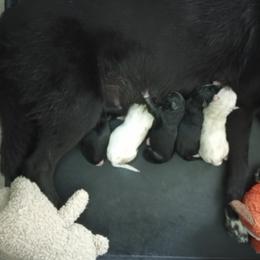 Siberian Husky Puppies from Dreamers Mile