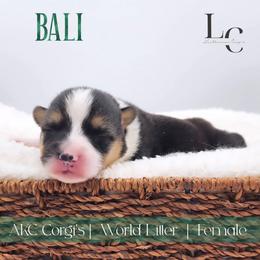 Bali - Black and tan female Pembroke Welsh Corgi puppy in Pine Village, Indiana from NL Horsemanship