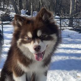 Mocha - Pomeranian