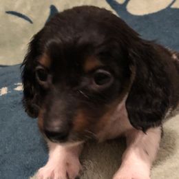 Little lady - Piebald Dachshund puppy in Saint Paul, Minnesota from Vibrant Eyes Doxies