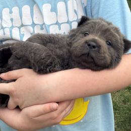 Reign - Blue dilute female Chinese Shar-Pei puppy in Auburn, Kansas from Justin McNaney