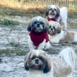 Shih Tzus from Svitlana Geist