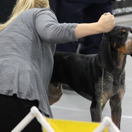American Leopard Hound, Bluetick Coonhound, and German Shepherd All Grown Up from Haus Biery German Shepherds, Benchmark Blueticks & Leopard Hounds