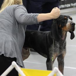 American Leopard Hound, Bluetick Coonhound, and German Shepherd All Grown Up from Haus Biery German Shepherds, Benchmark Blueticks & Leopard Hounds