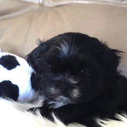 Blaze - Black male Shih Tzu puppy in Peoria, Arizona from Shihtzucircusaz