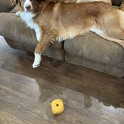 Nova Scotia Duck Tolling Retrievers from Tejas Tollers