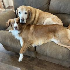 Nova Scotia Duck Tolling Retrievers from Tejas Tollers