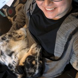 Australian Shepherd All Grown Up from K & R Australian Shepherds