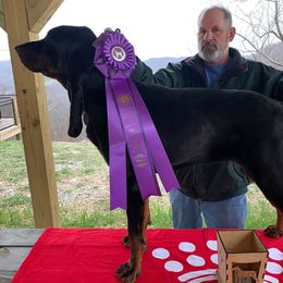 Black and Tan Coonhound All Grown Up from Kalan Kennel