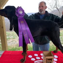 Black and Tan Coonhound All Grown Up from Kalan Kennel