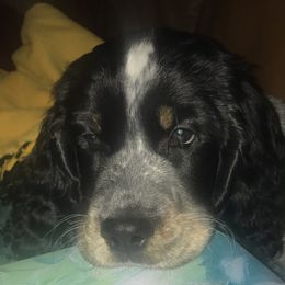 English Springer Spaniel Puppies from Hometown Springers