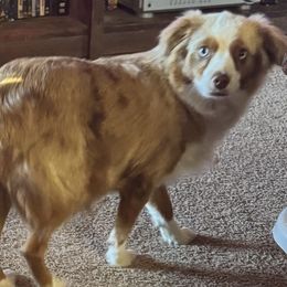 Minnie - Toy Australian Shepherd