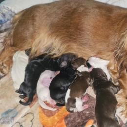 Ginger and photos comming - Piebald female Dachshund puppy in Austin, Texas from Glorious Minis
